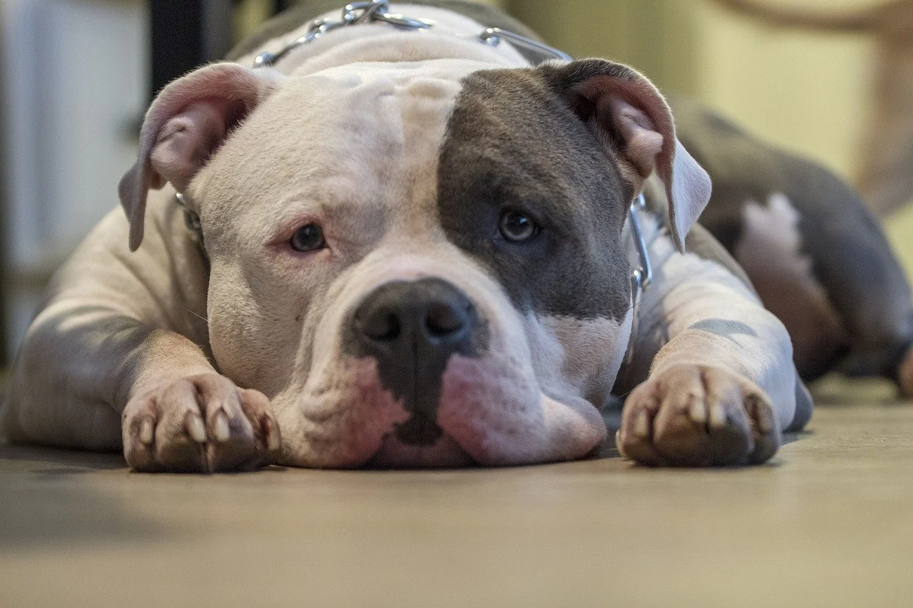 A Guide to Determine the Compatibility of a Second Dog for Your Bully