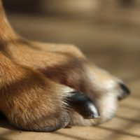 Claw and Nail Disorders in Dogs