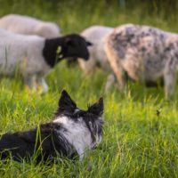 a hard working sheep dog overlooking livestock