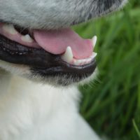 dog showing his teeth without any traces of dog dental problems
