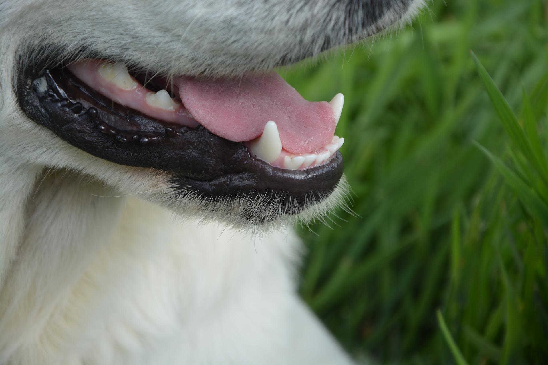 Dog Dental Problems And How To Care For Dog Teeth