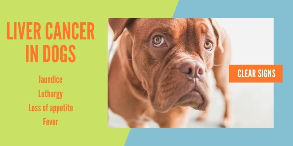 Cancer in dogs: What every dog owner should know (easy steps)