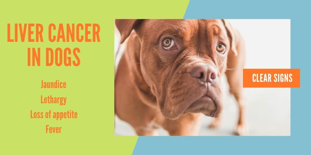 liver cancer in dogs, clear signs