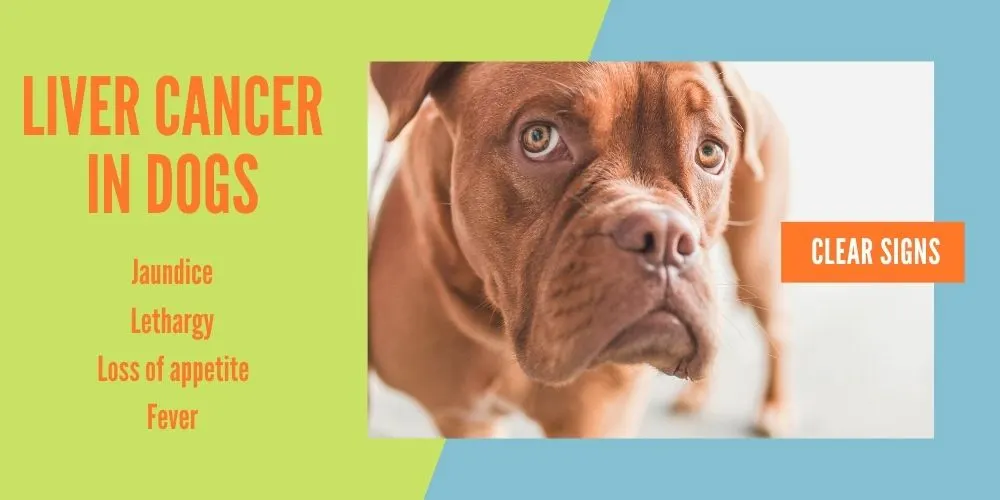 liver cancer in dogs, clear signs