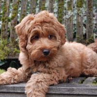 teddy bear dog breeds are the cutest canines out there