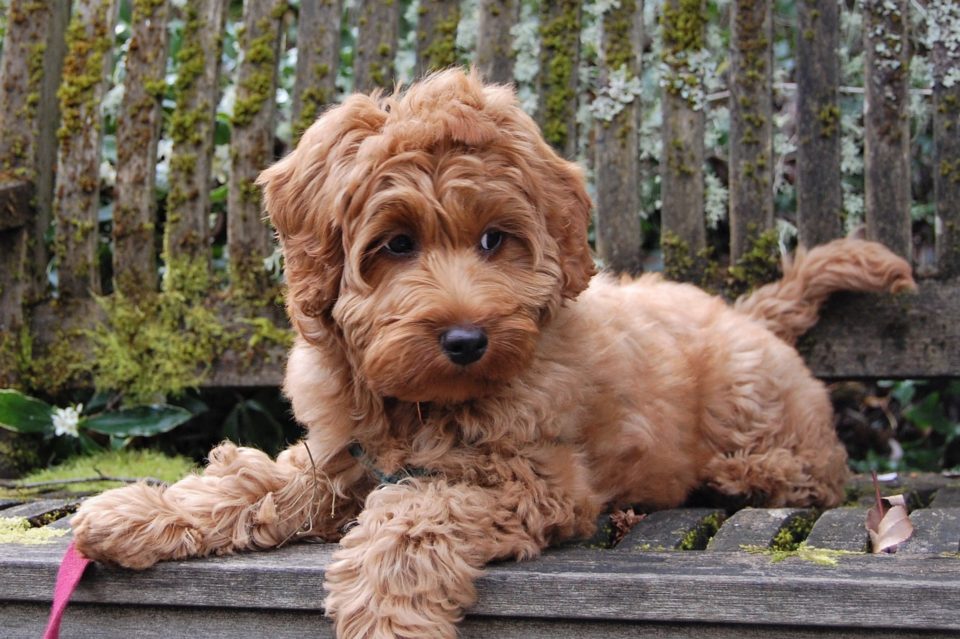 teddy bear goldens