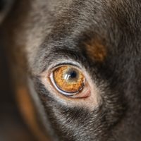 What are The most common dog eye problems and how can they be prevented