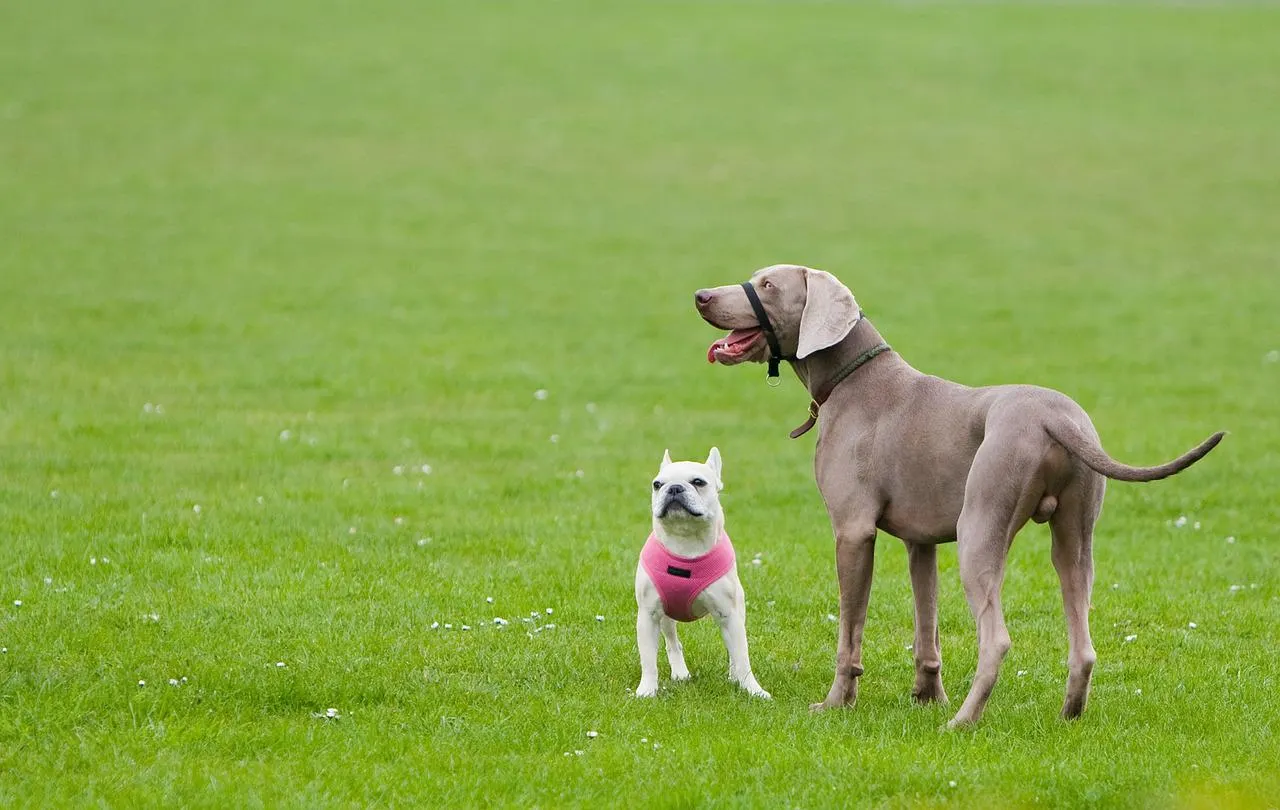 Ways to Safely Introduce Your Dog to Other Dogs