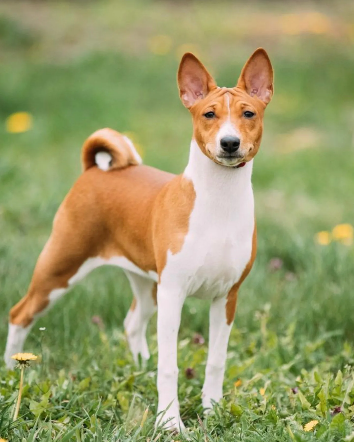 A hunting dog breed in its full potential called the Basenji