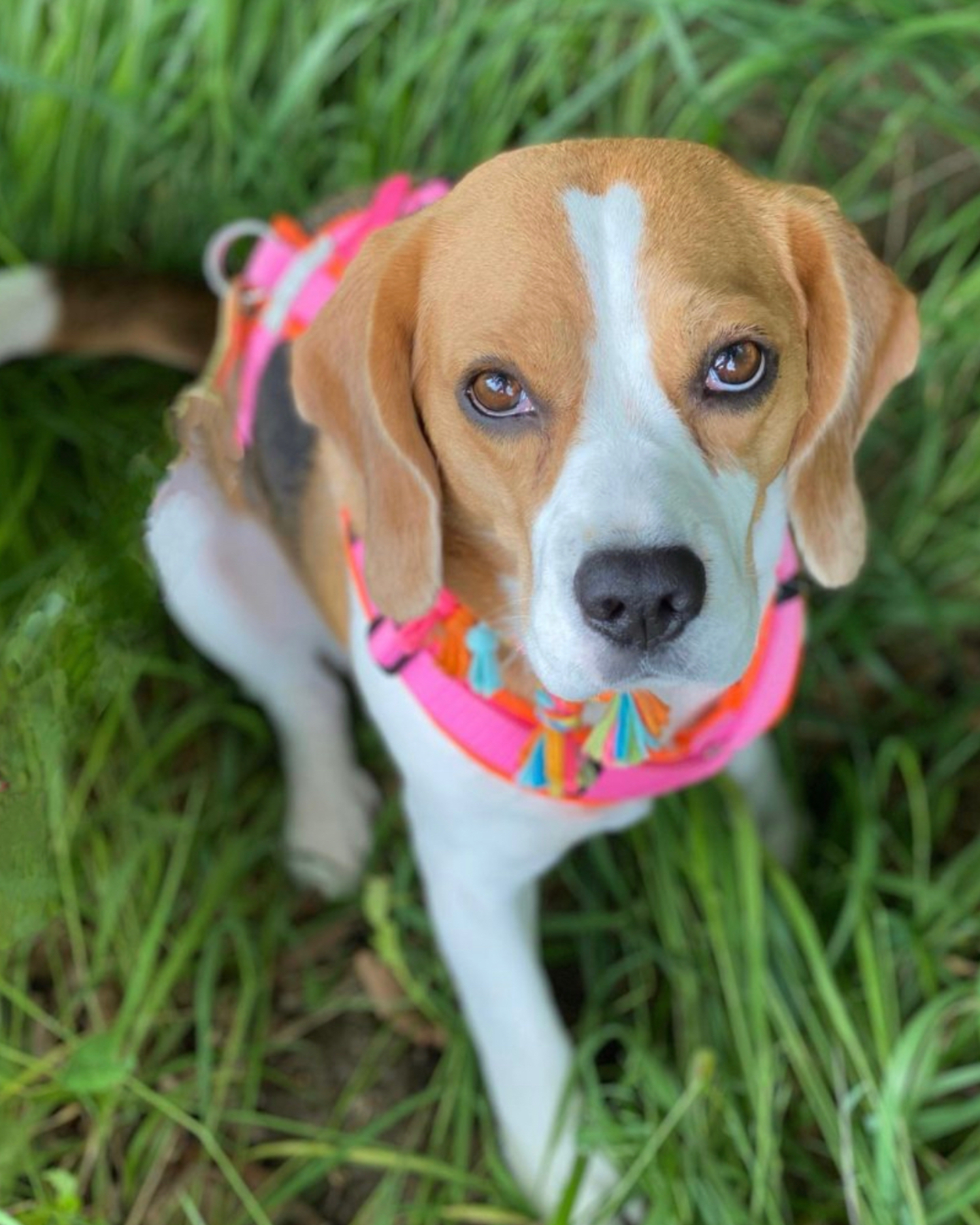 A beautiful Beagle bitch named Lily