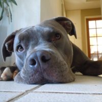 Blue nose pitbull dog Laying on the floor and looking at the camera