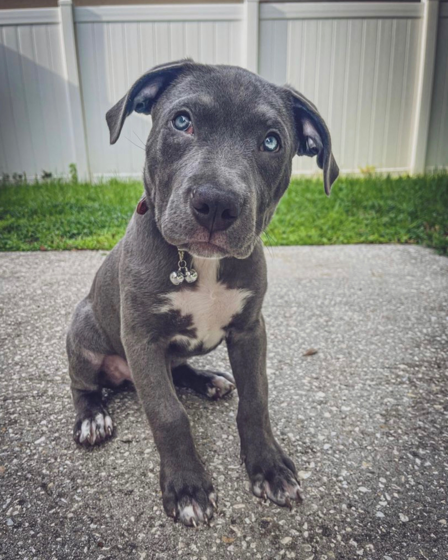 A cute Blue Nose Pitbull looking at the camera