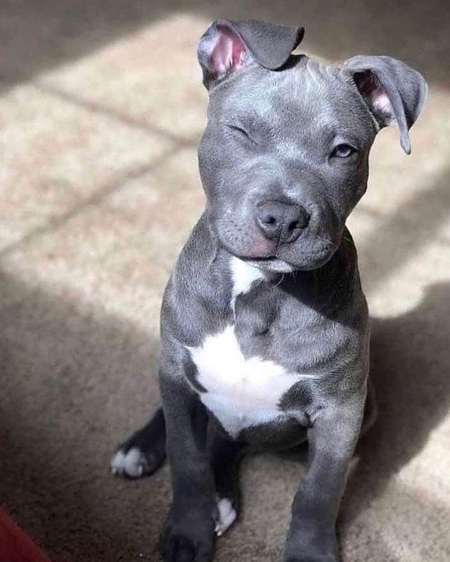 An adorable Pit winking at the camera