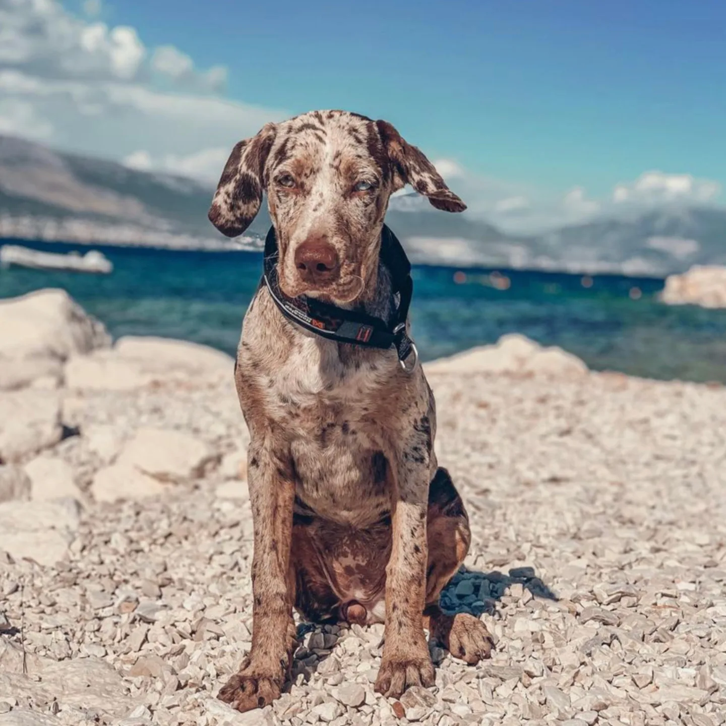 A Catahoula Leopard Dog enjoying his day at the beach with owners