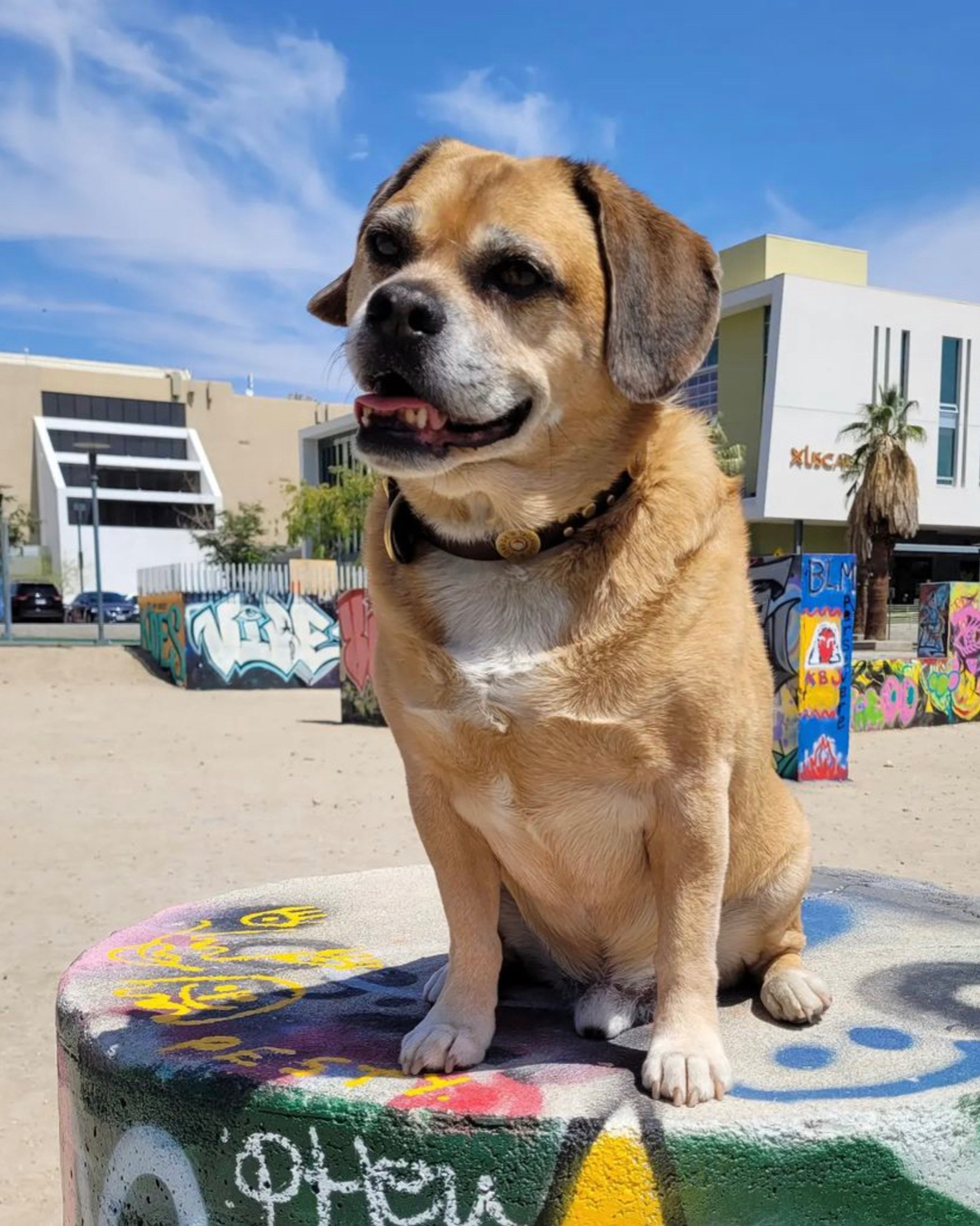 Duky the Puggle enjoying her day at the beach 
