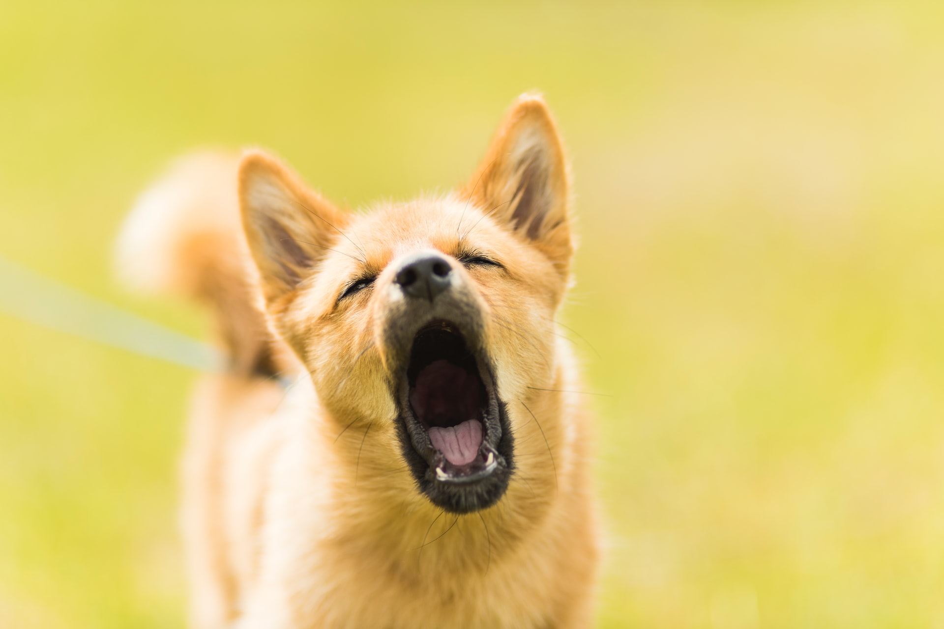 Everything You Need to Know About Dog Bites