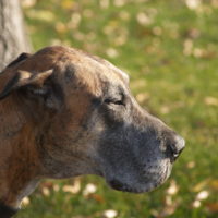 Fila Brasileiro is a rare and huge Brazilian Mastiff dog breed