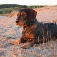 Hunting dogs make the best companions for your hunting trips