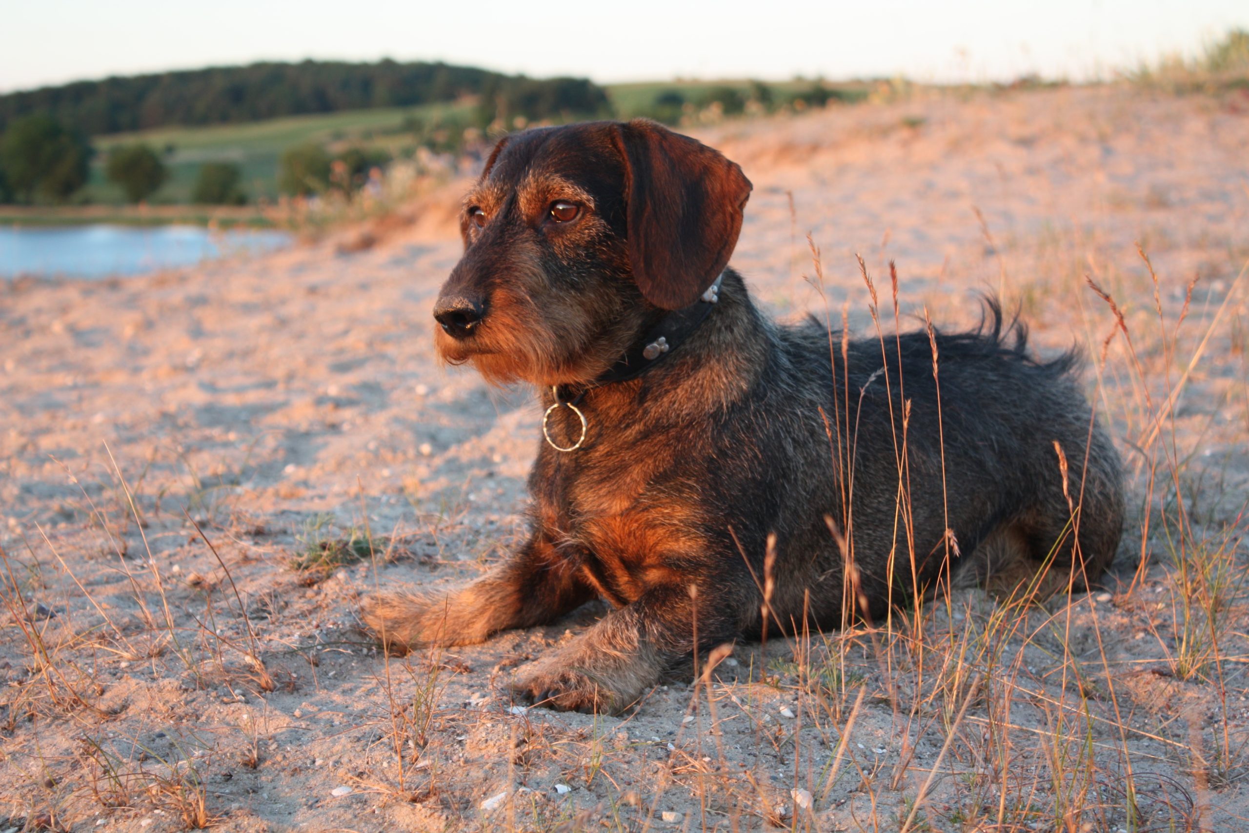 Hunting Dogs: The Best Dog Breeds For Hunting