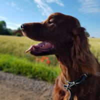 An Irish Setter dog looking at the sky while on a walk in nature