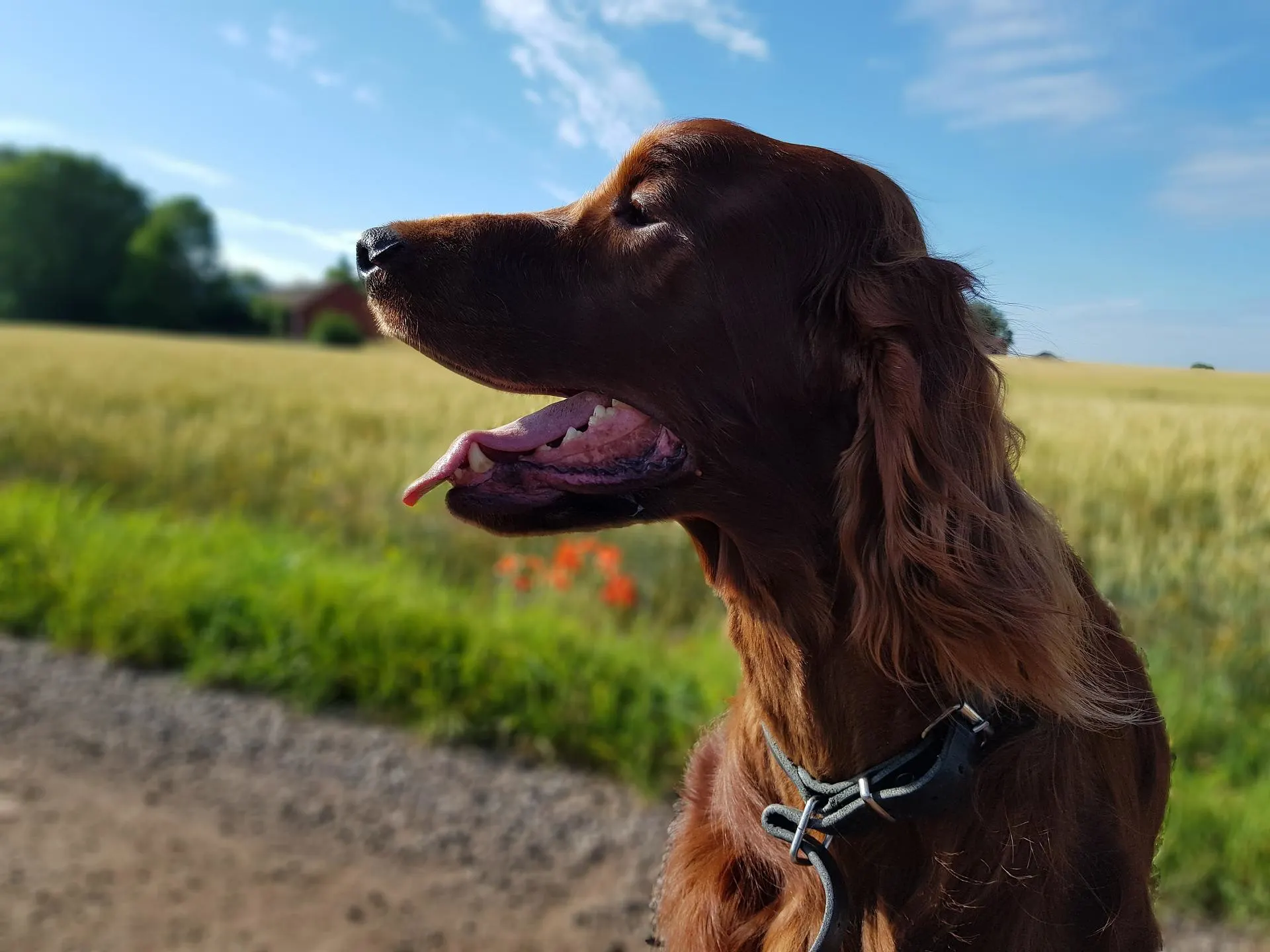 Irish Setter: All The Info You Need