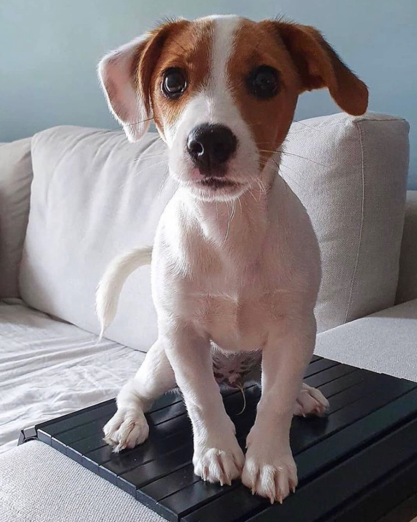 An adorable Jack Russell Terrier puppy just chilling on the couch