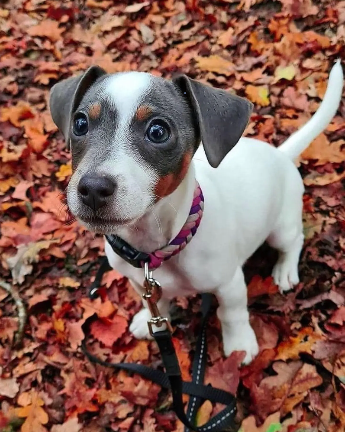 An adorable dog with big eyes standing on leaves