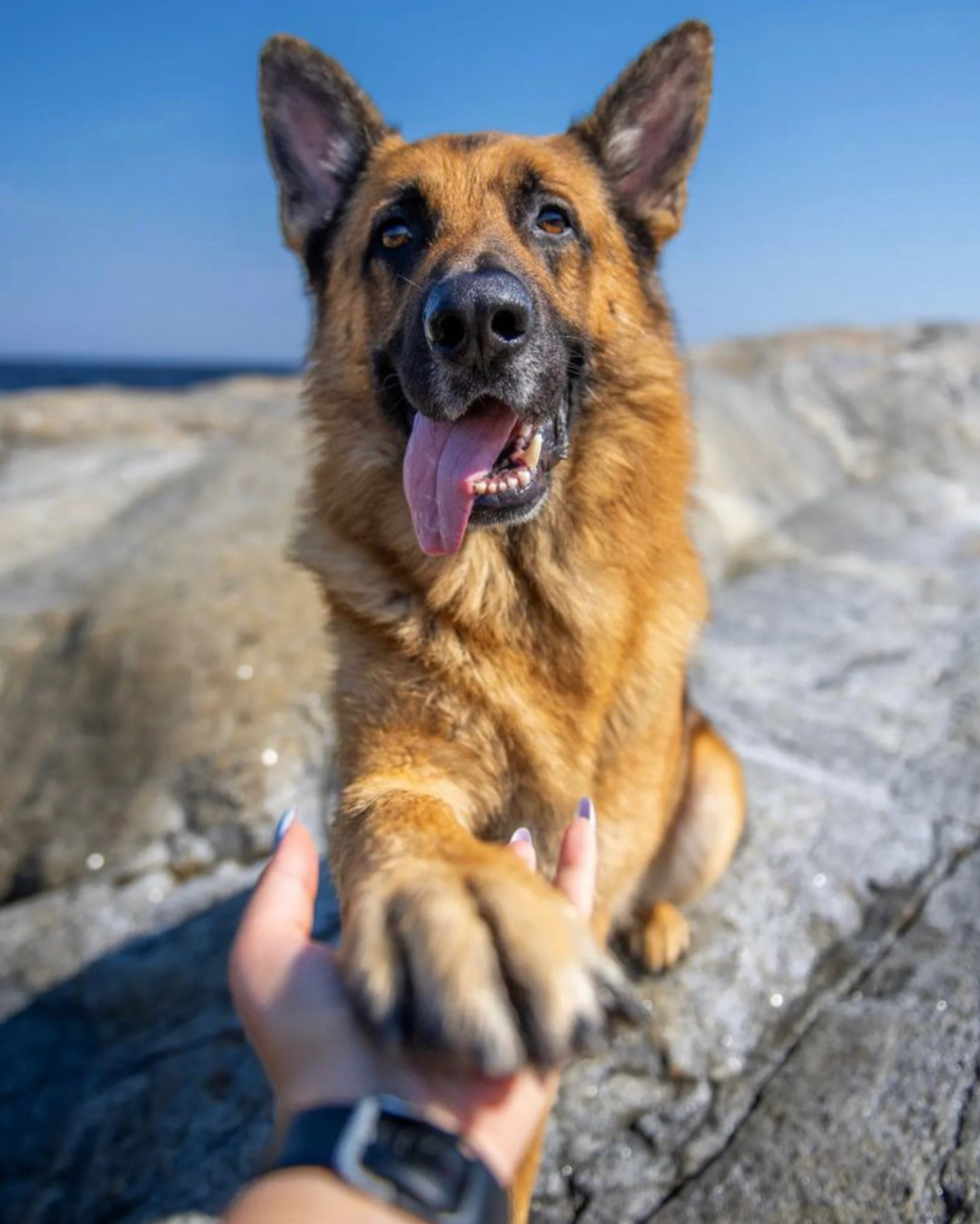 A loving GSD with owner 