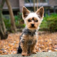 The Morkie is an adorable and small mixed dog breed