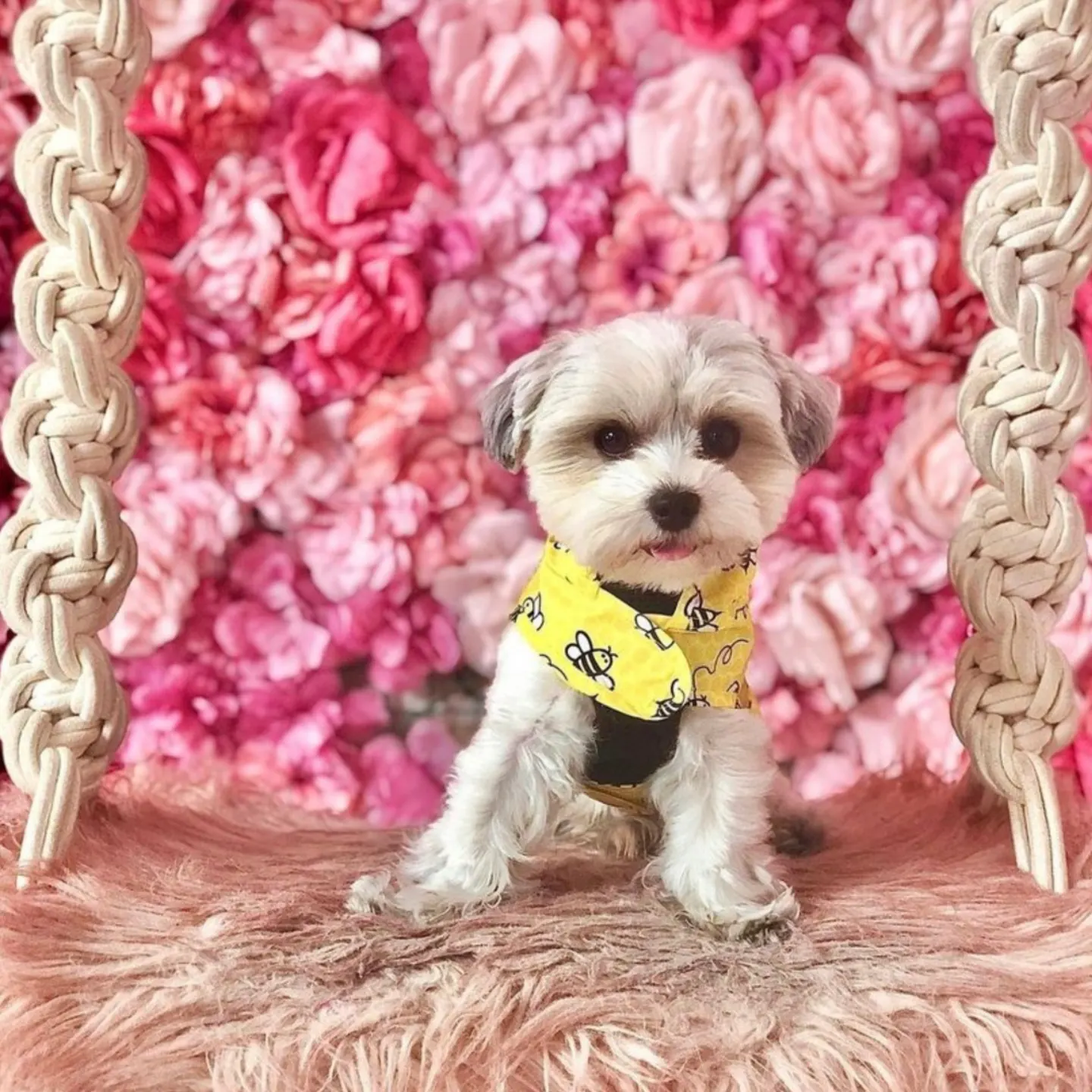 An adorable dog in front of flowers 
