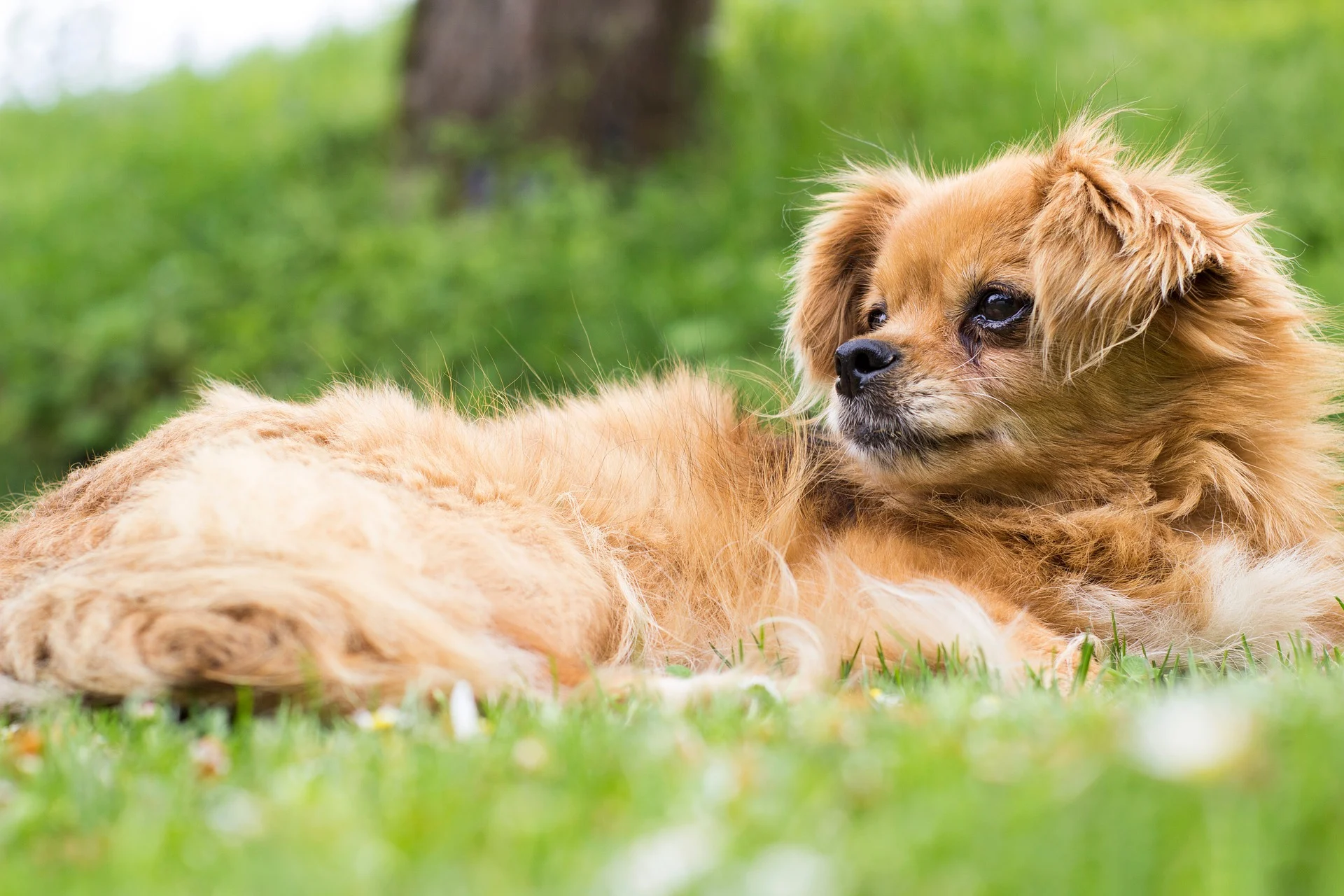 Pekingese: The Royal Toy Dog Breed