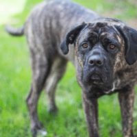 Presa Canario is a large and rare dog breed