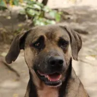 A Plott Hound dog looking straight at the camera