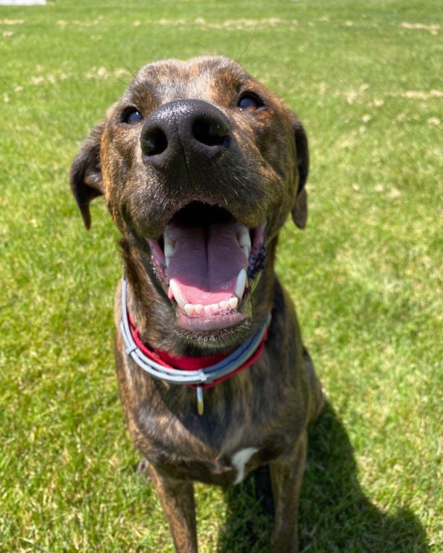 A happy Plott hound smiling at the camera
