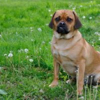 An adorable Puggle dog sitting on a grass field looking at the camera