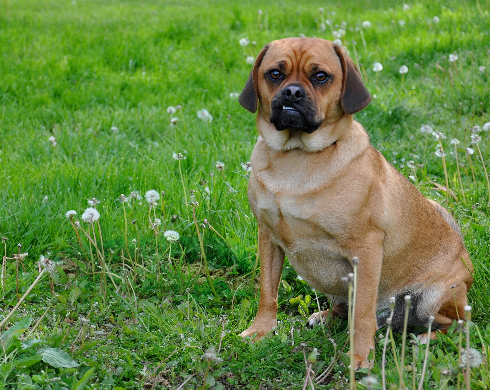 Puggle: All About The Pug Beagle Mix