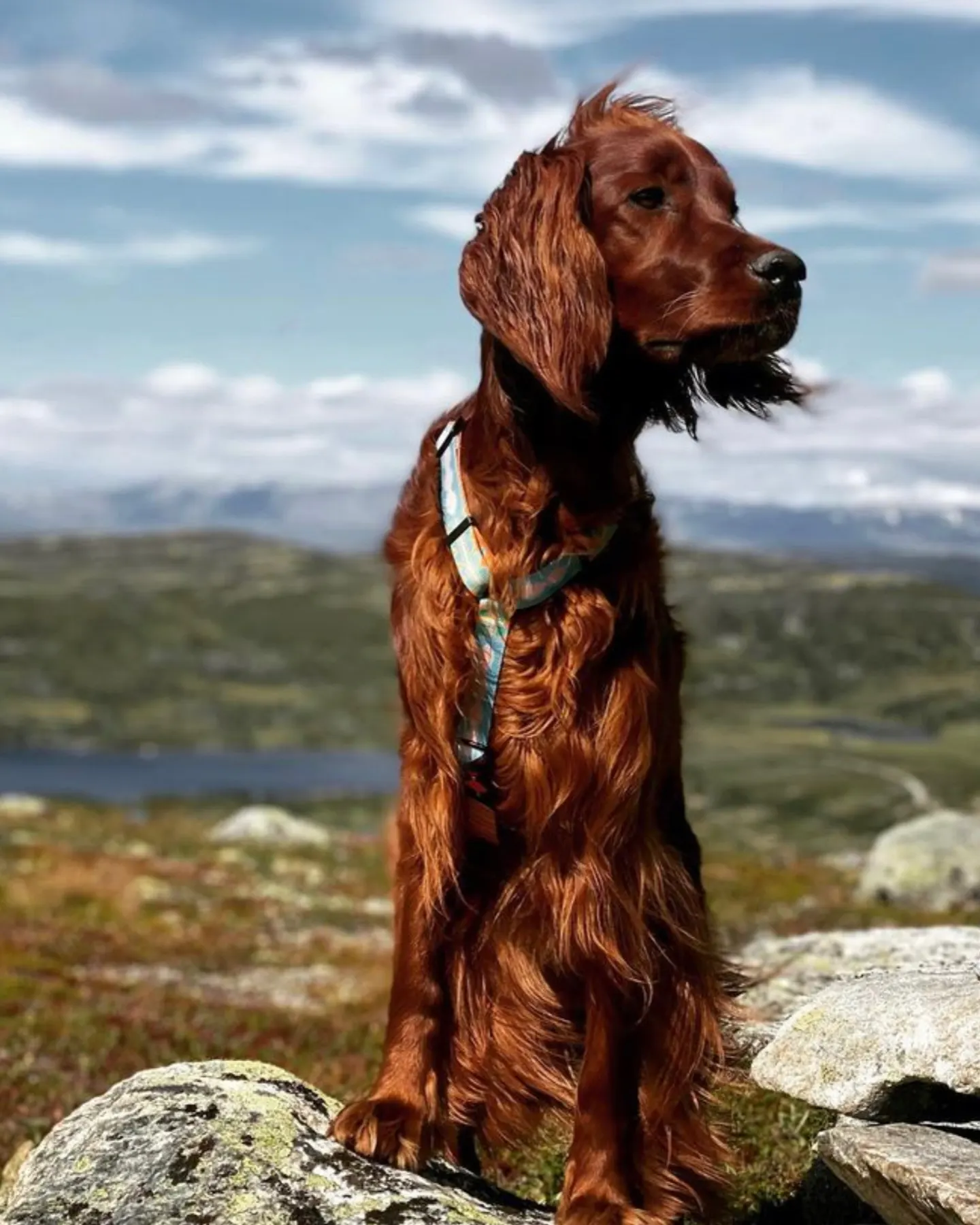 A red haired dog on the top of a mountain 
