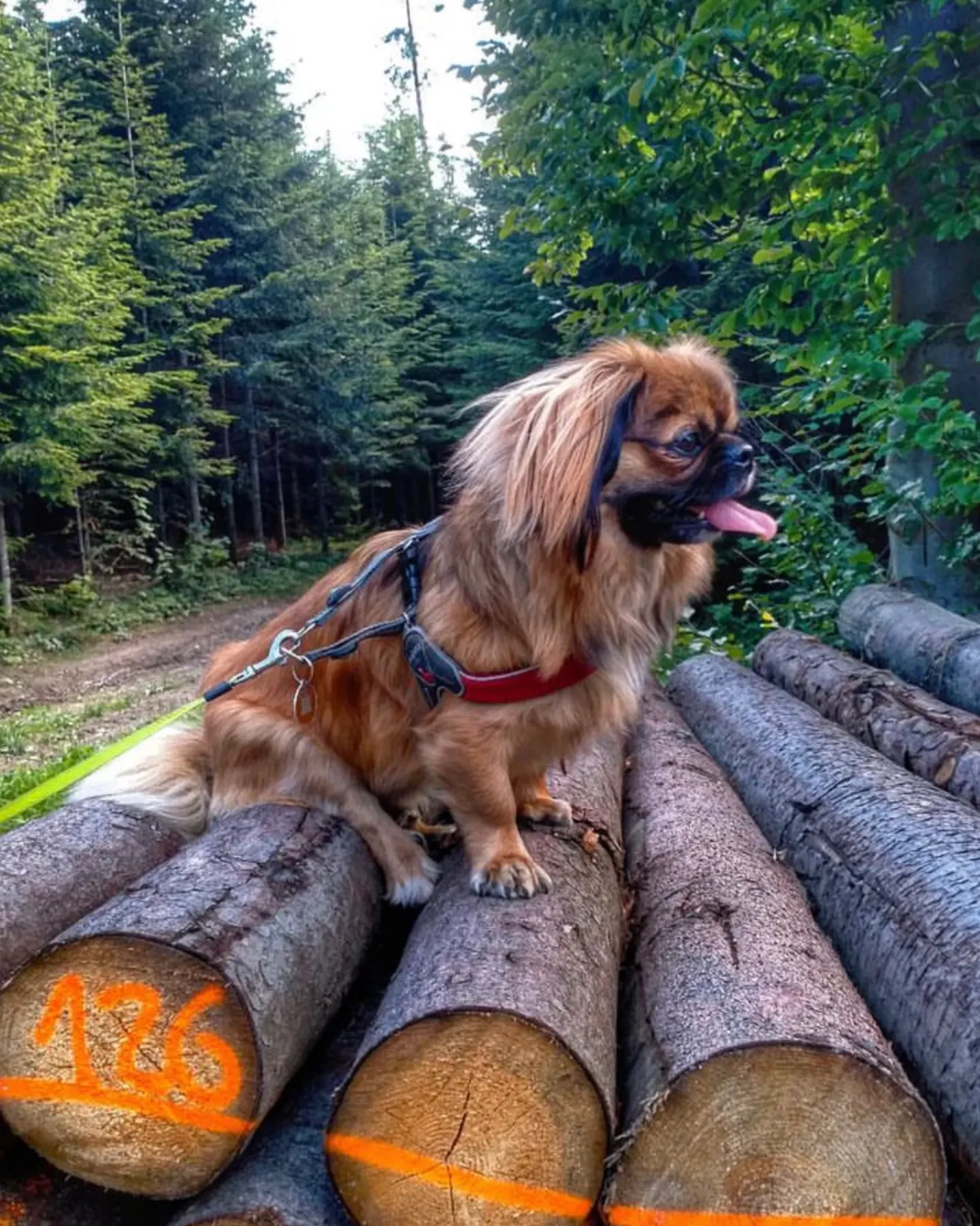 A tan Pekingese dog sitting on wood