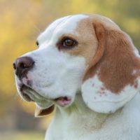 While the Beagle is best known as a hunting breed, they make great family dogs too
