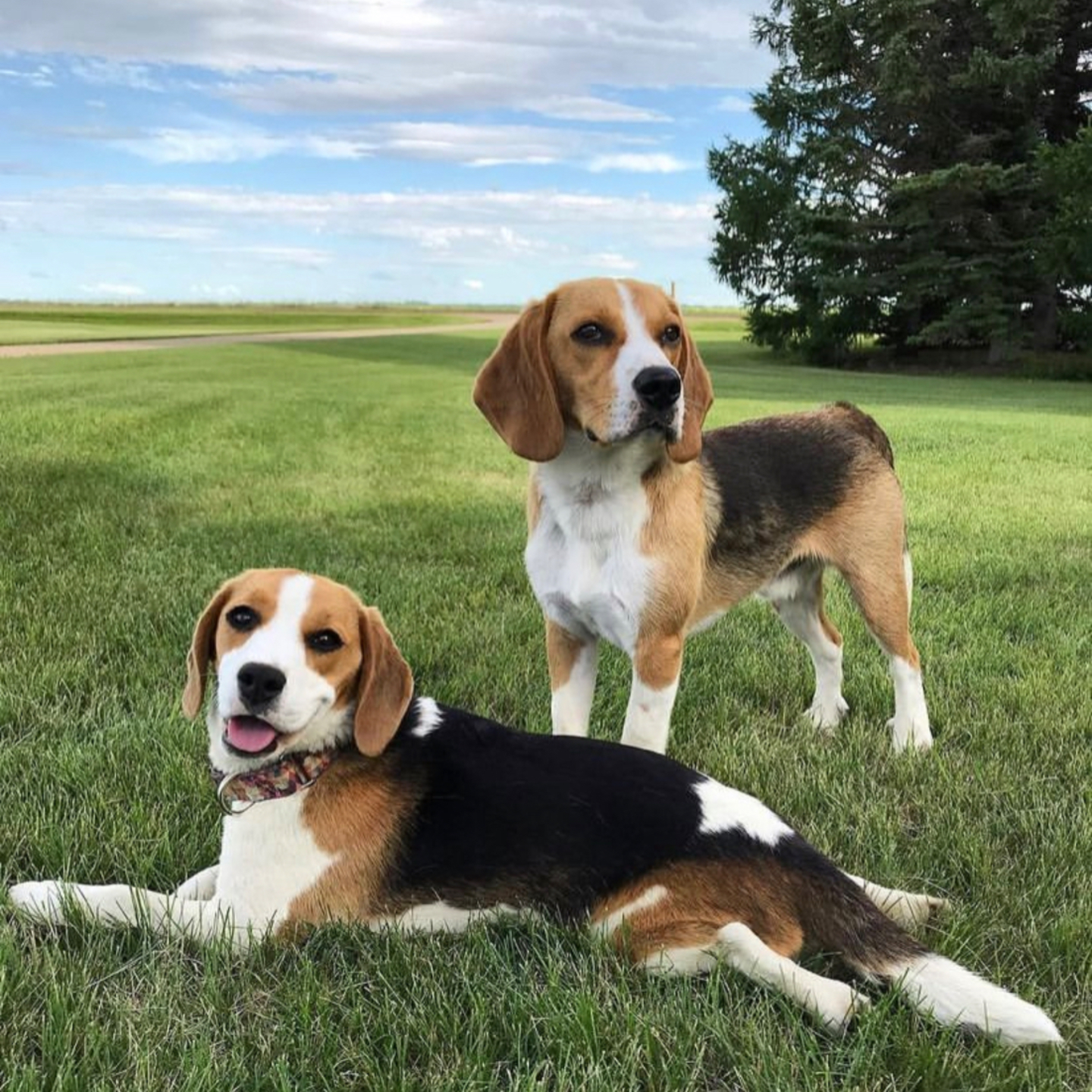 Two dogs sitting on a field