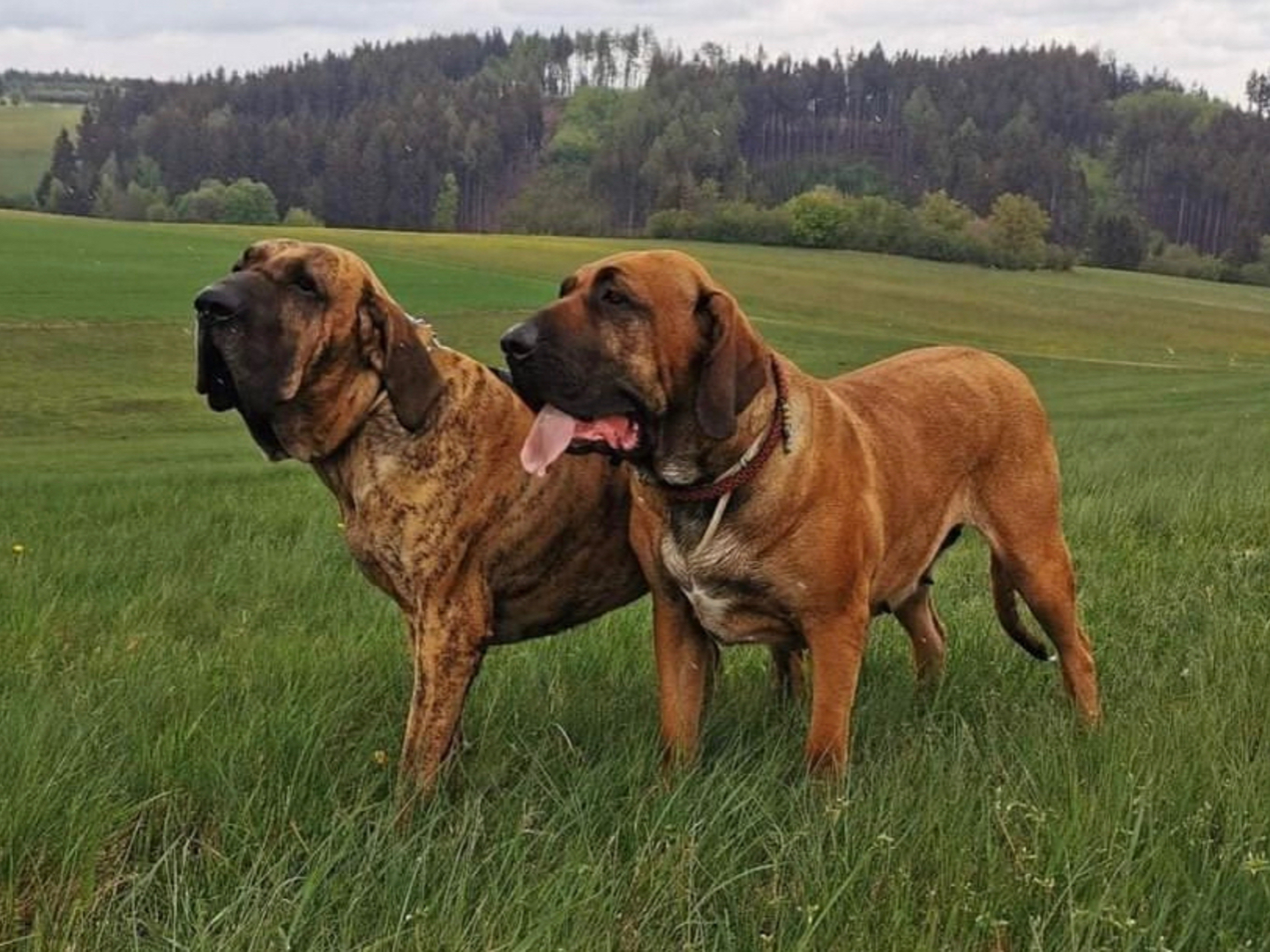 Two fila brasileiro dogs on a grass field