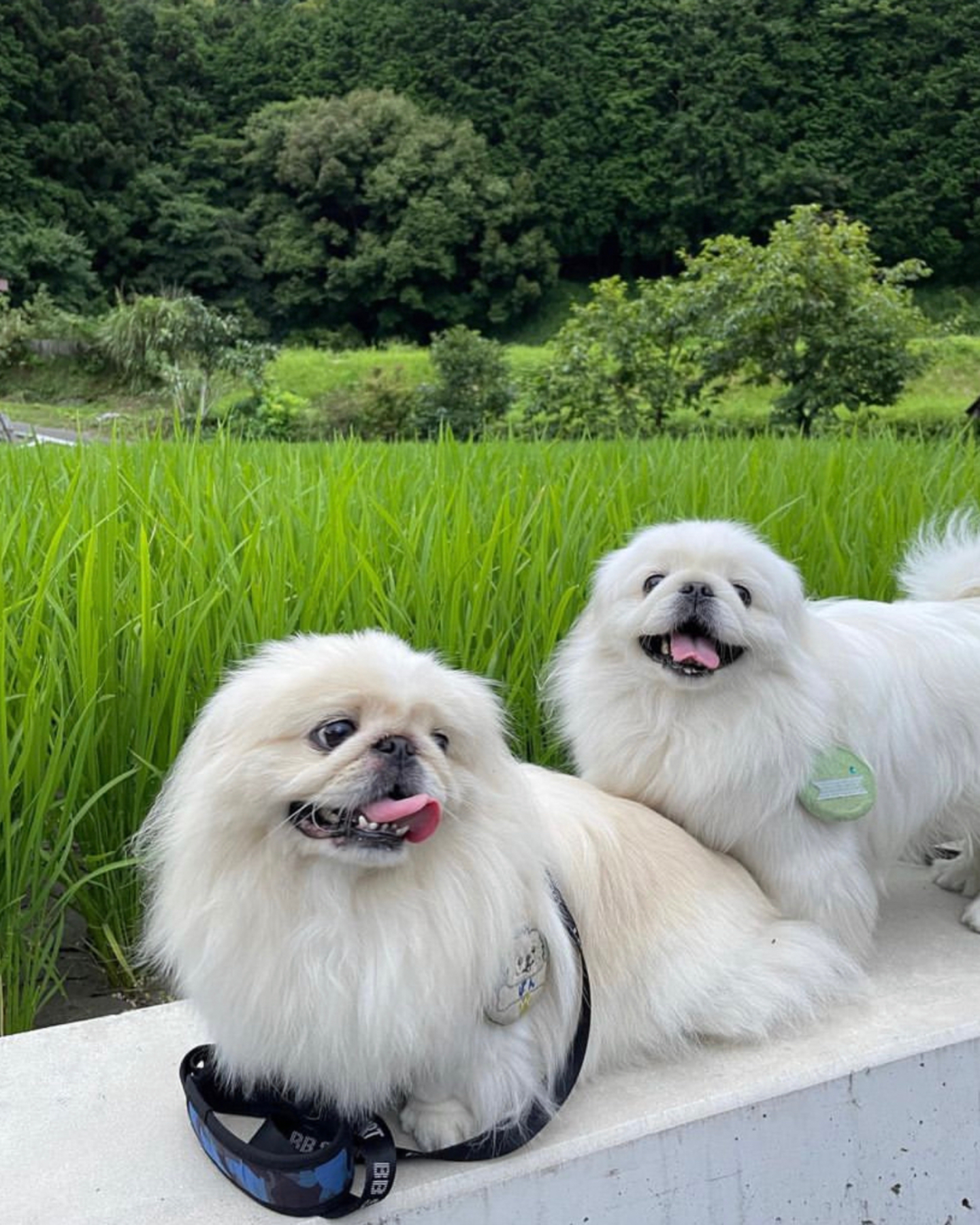 Two white dogs in nature