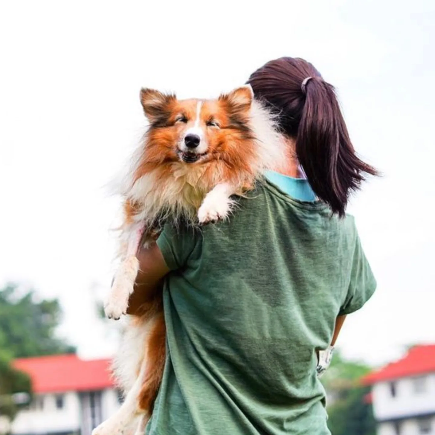 One of the velcro dog breeds is also the shetland sheepdog