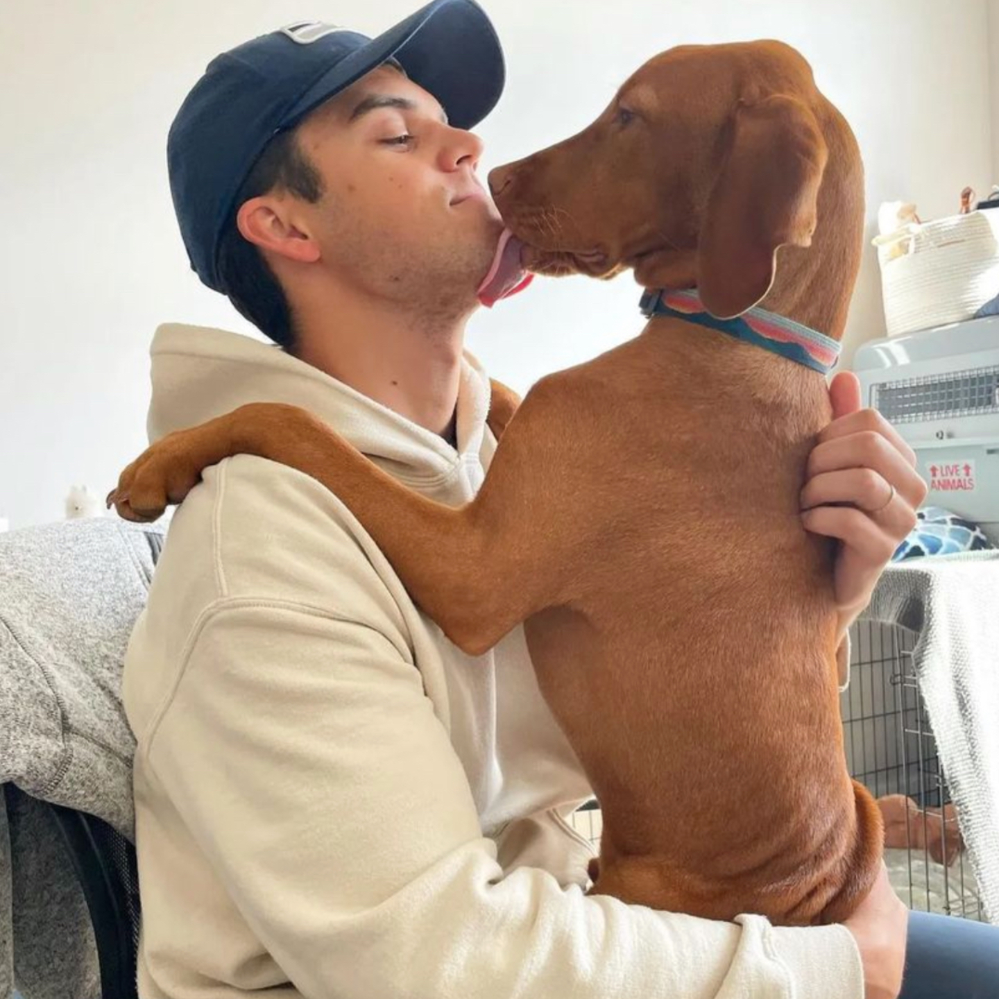 Vizsla dog giving a kiss to owner