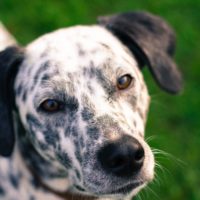 The catahoula leopard dog is a beautiful and rare dog breed that is popular in the United States