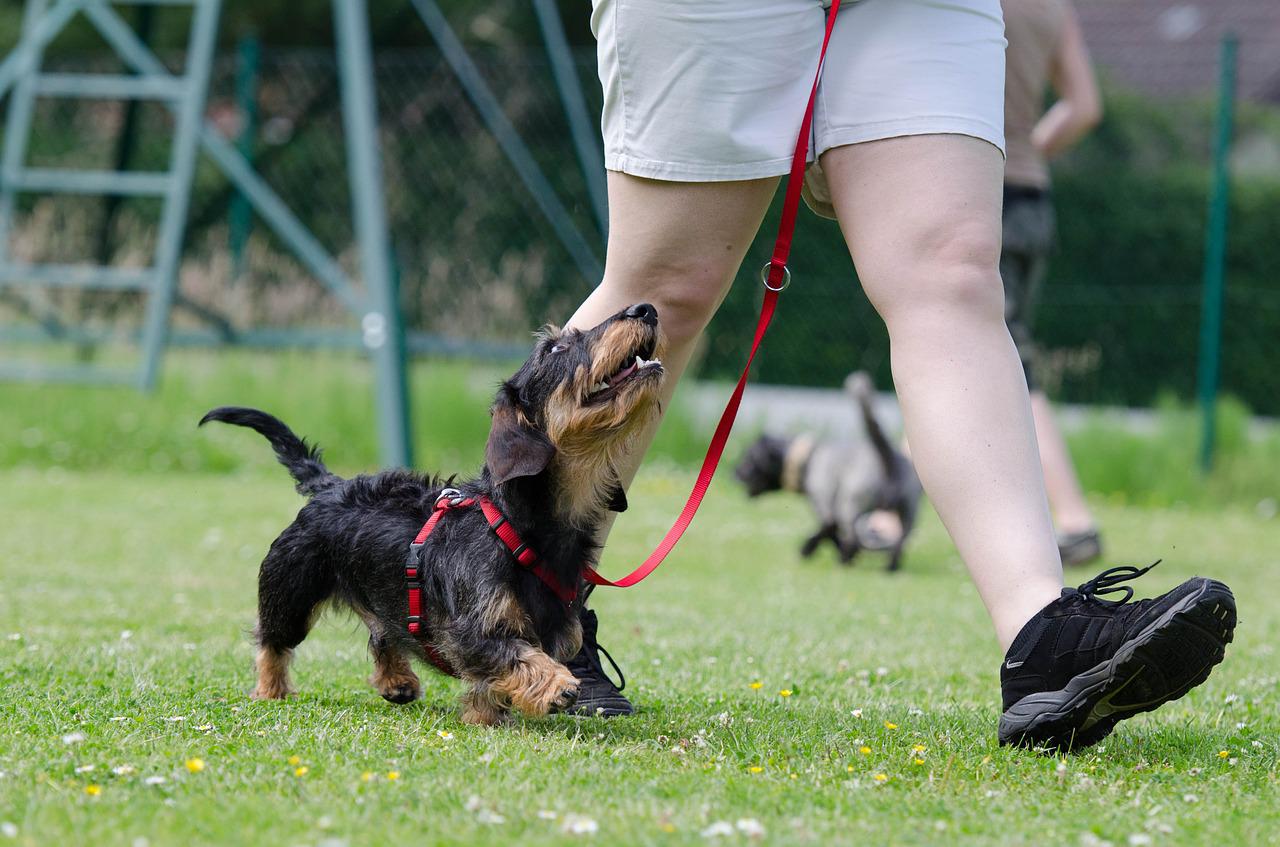 5 Common Dog Training Myths (and Why They’e Wrong)