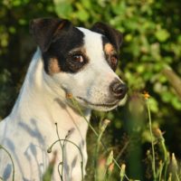 The Jack Russel Terrier dog breed is truly one of a kind