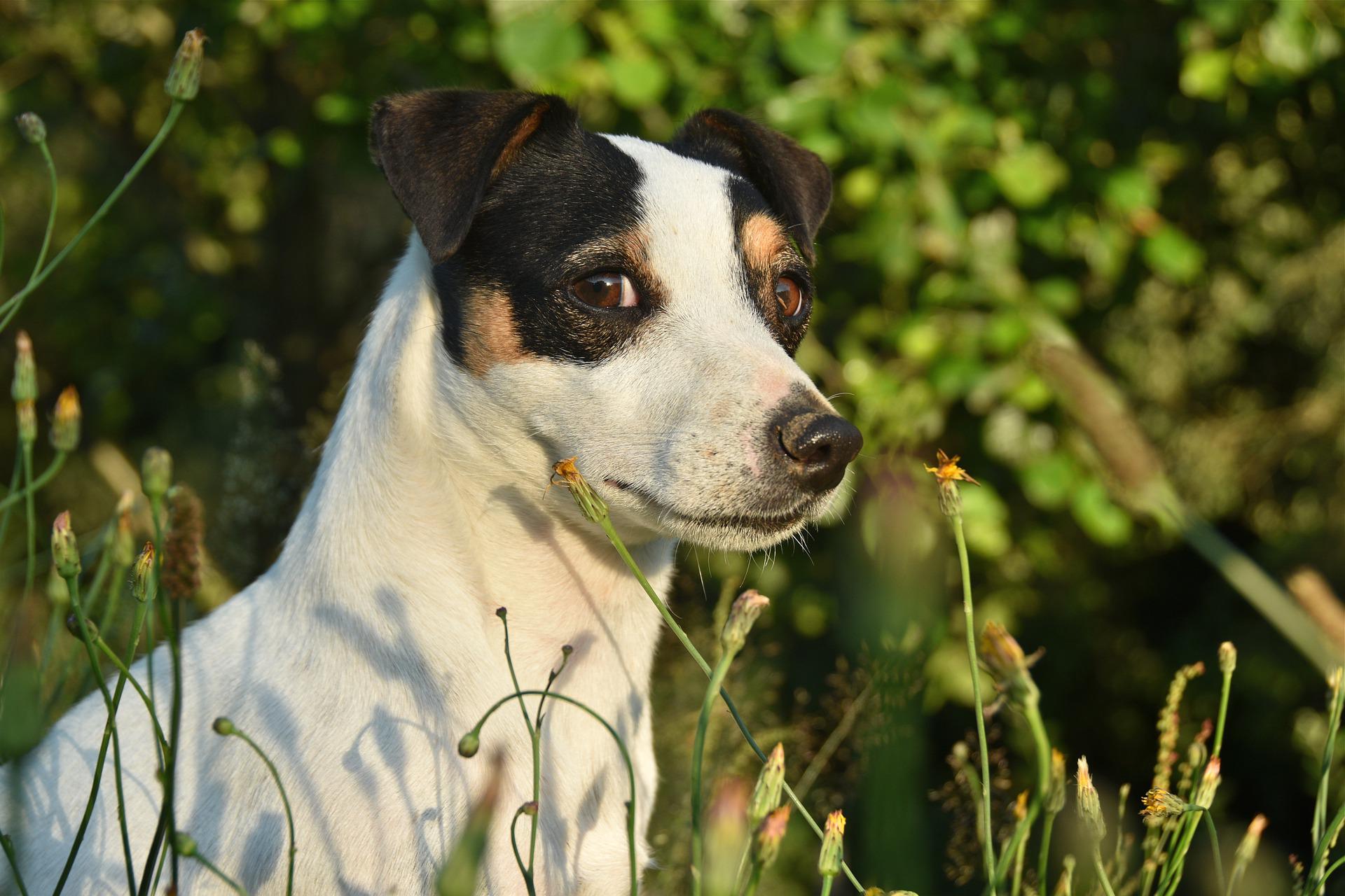 Jack Russell Terrier: Clever, Bold & Fearless