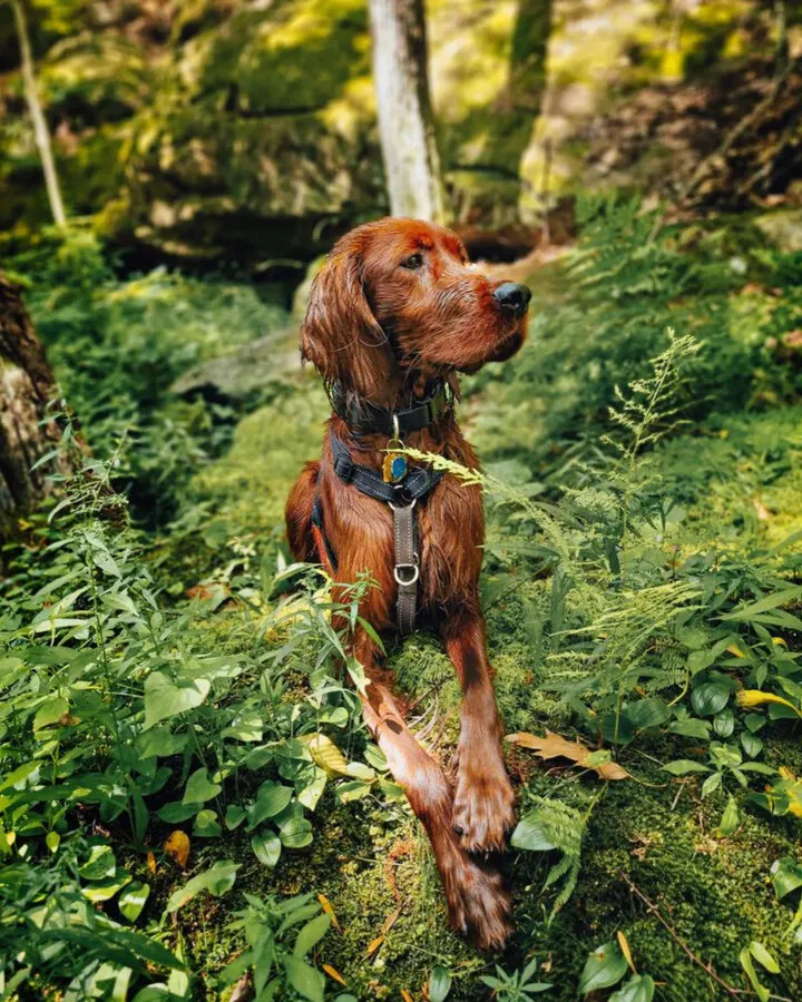 new_red-irish-setter