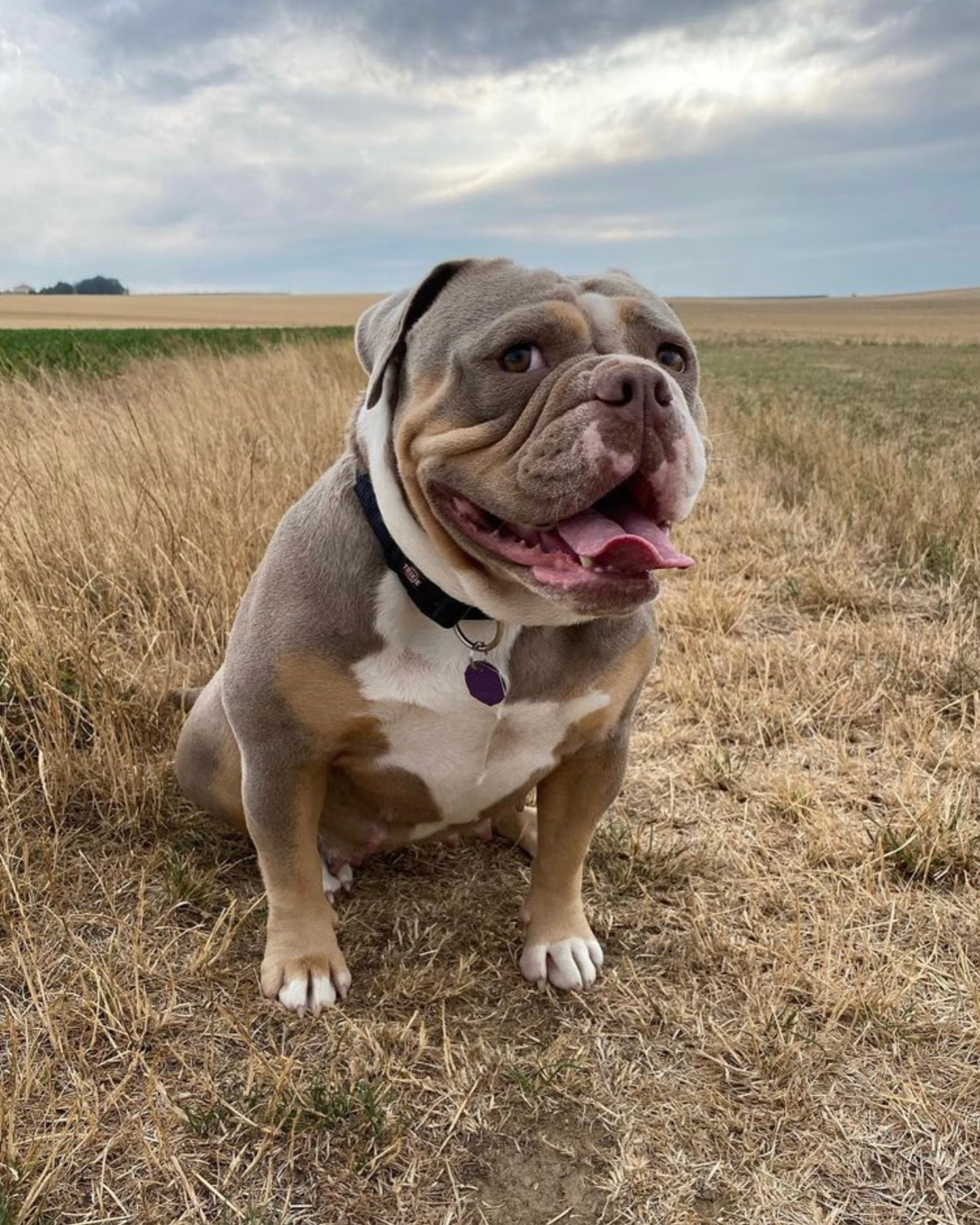 An adorable dog smiling at the camera while sitting on a field
